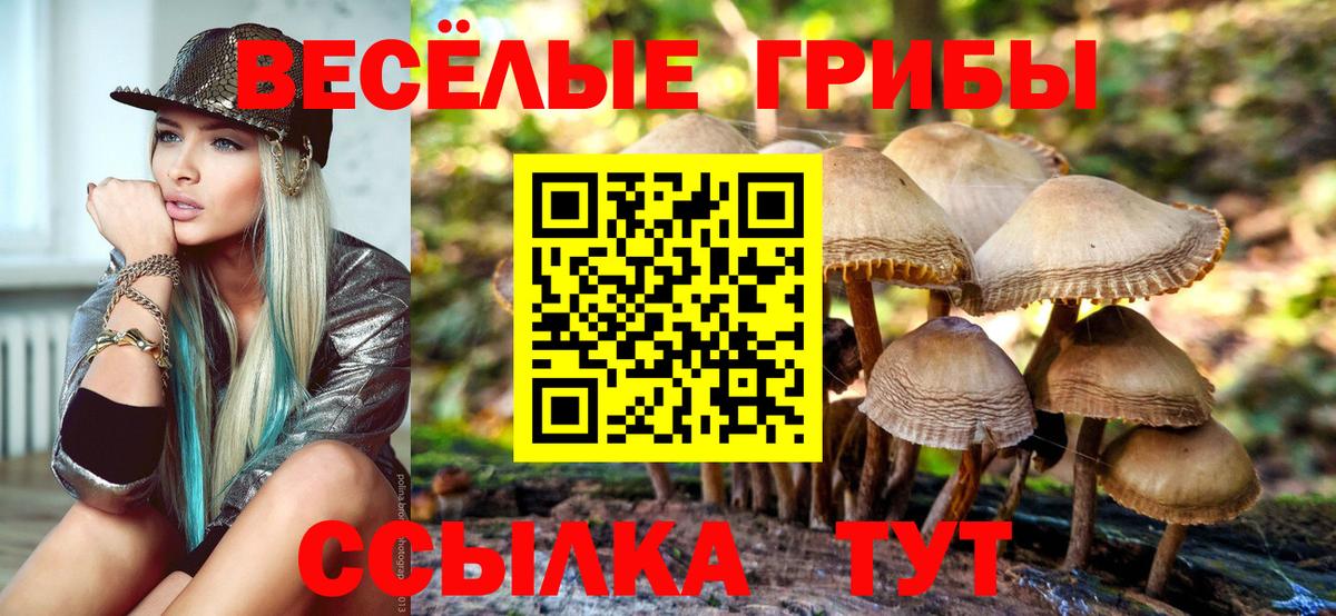 Галлюциногенные грибы Psilocybe Заринск